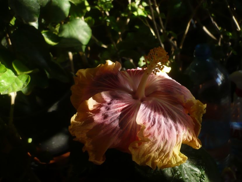 P1430234 - HIBISCUSI 2019-3