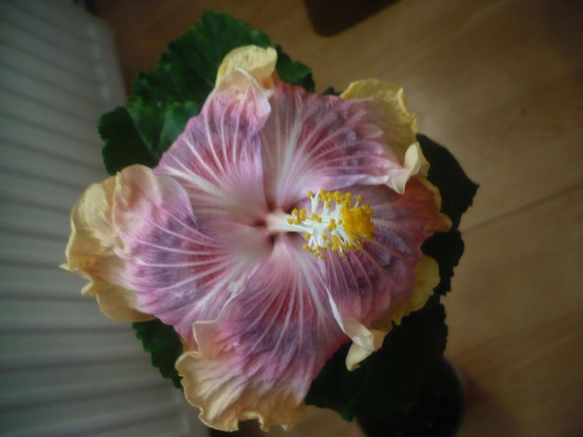 P1430237 - HIBISCUSI 2019-3