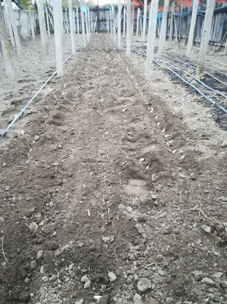 Semănat usturoi 1400 căței - 2019