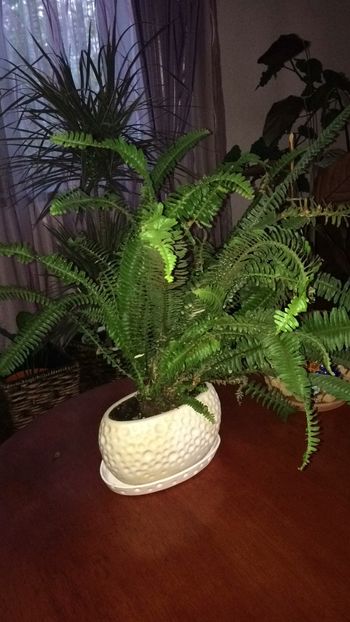 3BB3FE45-E1E9-4C52-9D5C-9F5409BB100A - flori 2019