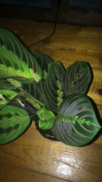 4BE9189F-94D3-4B29-B12D-338113396640 - flori 2019