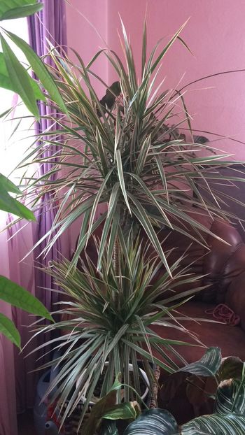 700294CF-2590-4297-B6B9-00162879954D - flori 2019