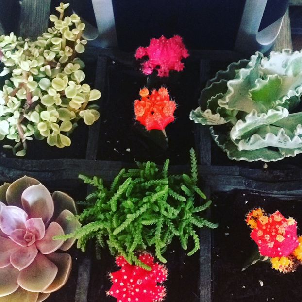 14C6FC40-88B8-4FBA-BA8C-9EEF9A324C1A - flori 2019