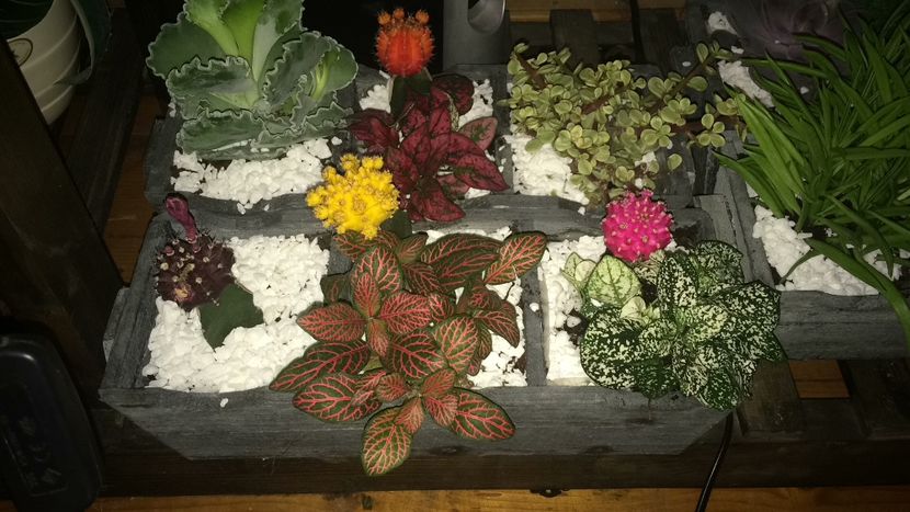 6F1AE836-F14C-40AD-82A0-FB6AE0BDF79C - flori 2019