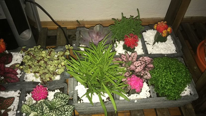 37A539A9-C7E3-40C2-A7FE-C06120AE6A29 - flori 2019