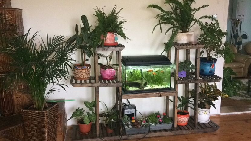 53EBEA8E-F75D-4C63-A575-7F184886B0F4 - flori 2019