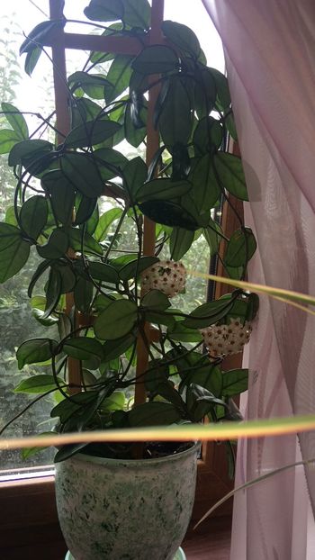 F249B095-CF17-4AC5-B677-BE15FB08222C - flori 2019