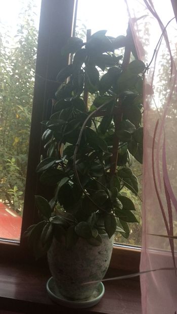 2DDC521D-3E8D-4CE0-B08C-143E7E5326A6 - flori 2019