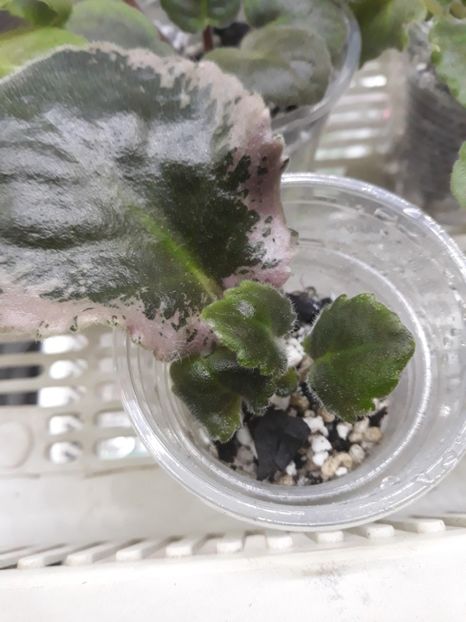  - LE Parisian Secrets zzz