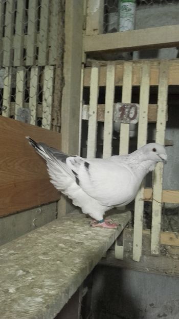 M2018tarzan - 9masculi azur matca 2022