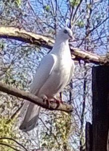 Zburător de Severin femelă. - Porumbei mei Voiajori si Zburatori de Severin