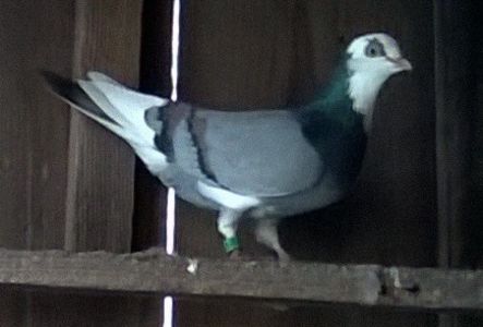 Zburător de Severin,Mascul,2019. - Porumbei mei Voiajori si Zburatori de Severin