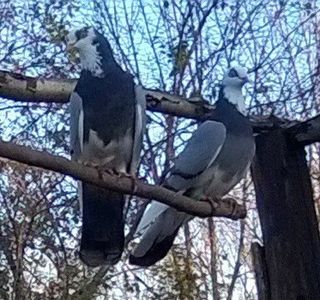 Zburători de Severin,pereche.2019.noiembrie. - Porumbei mei Voiajori si Zburatori de Severin