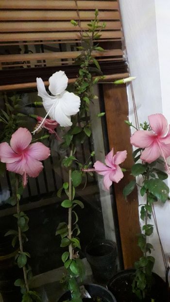  - Talmeș balmeș 2019