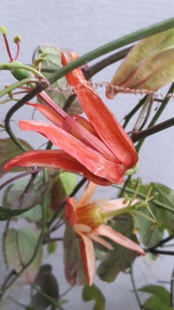  - Talmeș balmeș 2019