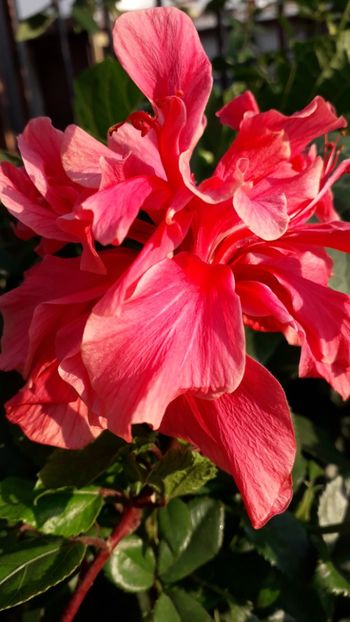  - Talmeș balmeș 2019