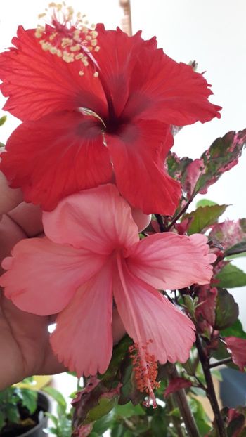  - Talmeș balmeș 2019