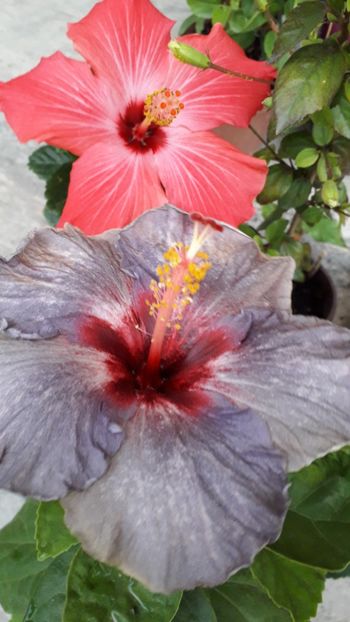  - Talmeș balmeș 2019