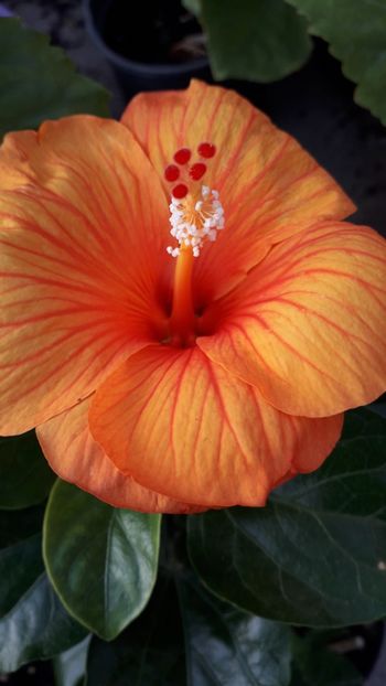  - Talmeș balmeș 2019