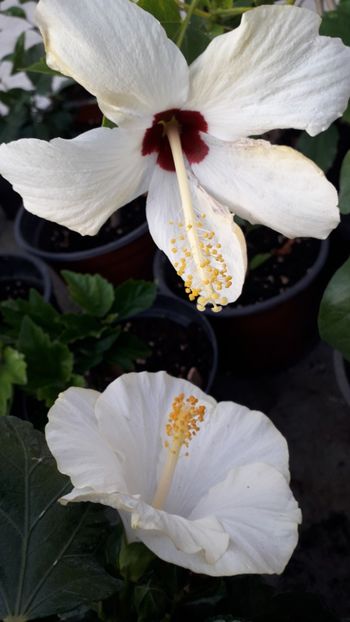  - Talmeș balmeș 2019