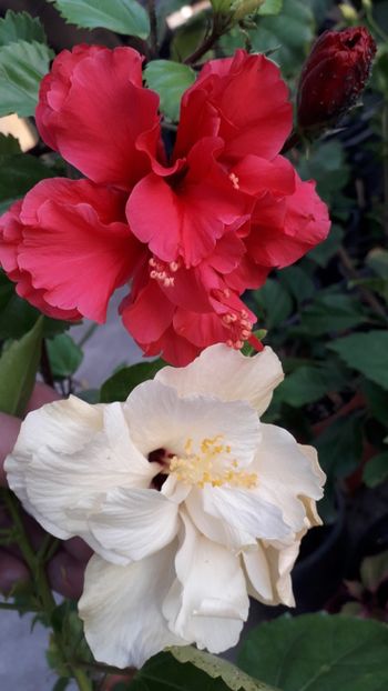  - Talmeș balmeș 2019