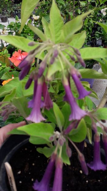  - Talmeș balmeș 2019