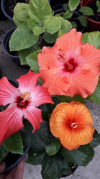  - Talmeș balmeș 2019