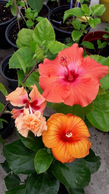  - Talmeș balmeș 2019