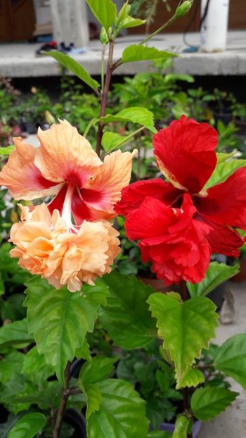  - Talmeș balmeș 2019