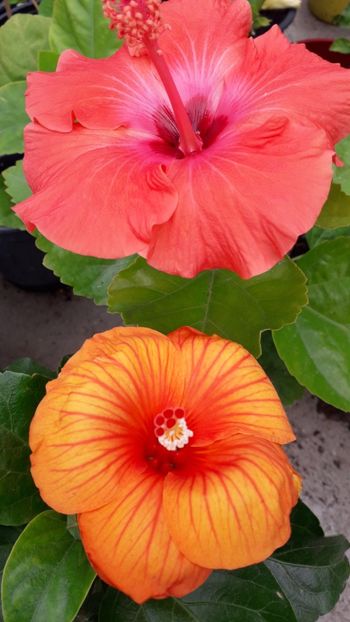  - Talmeș balmeș 2019