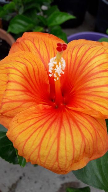  - Talmeș balmeș 2019