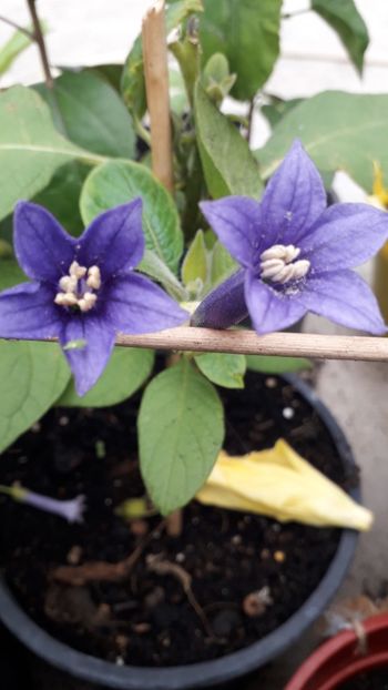  - Talmeș balmeș 2019