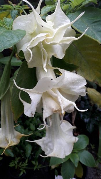  - Talmeș balmeș 2019