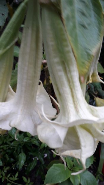  - Talmeș balmeș 2019