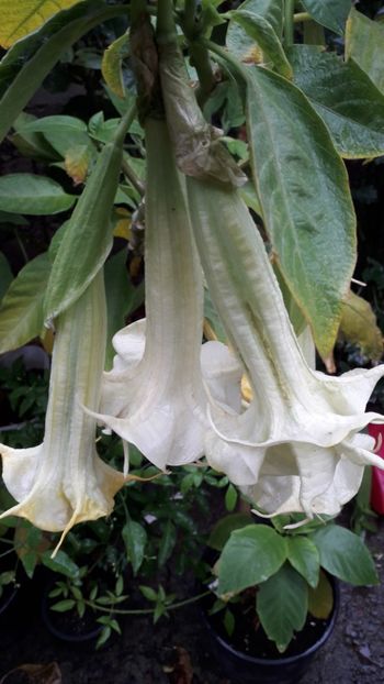  - Talmeș balmeș 2019