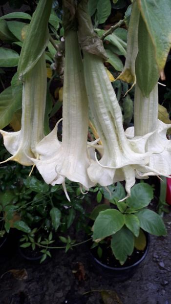  - Talmeș balmeș 2019