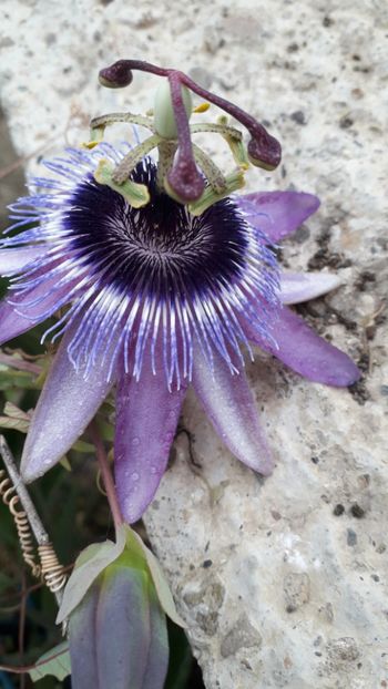  - Talmeș balmeș 2019