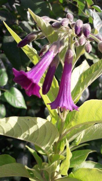  - Talmeș balmeș 2019