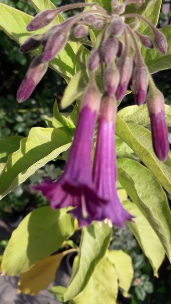  - Talmeș balmeș 2019