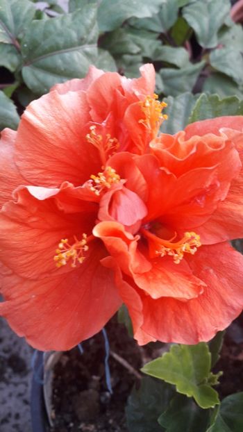  - Talmeș balmeș 2019