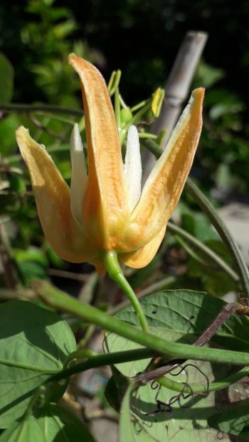  - Talmeș balmeș 2019