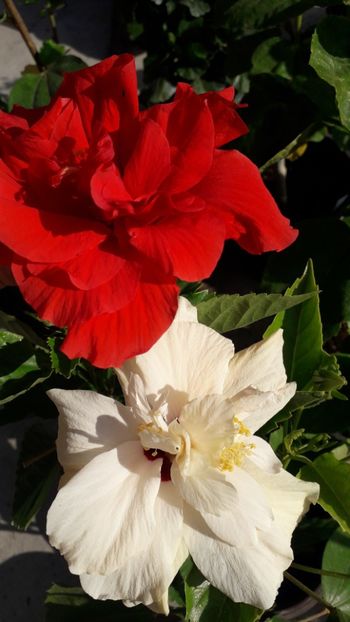  - Talmeș balmeș 2019