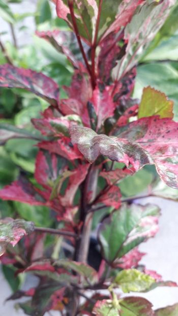  - Talmeș balmeș 2019