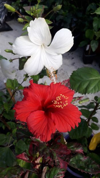  - Talmeș balmeș 2019