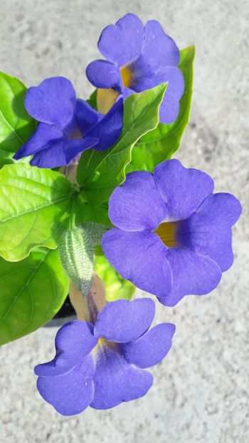  - Talmeș balmeș 2019