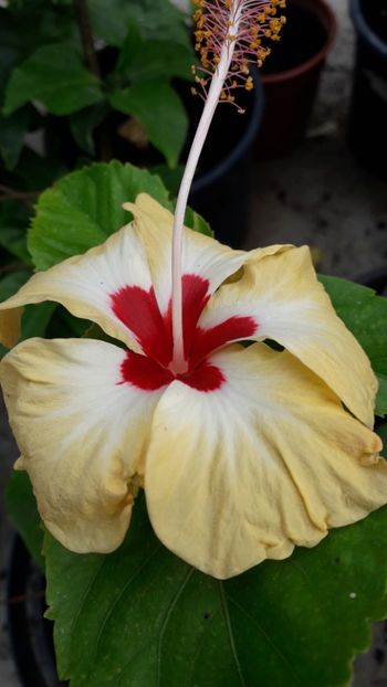  - Talmeș balmeș 2019