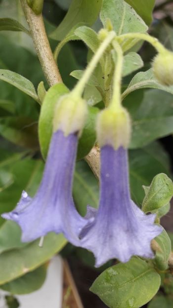  - Talmeș balmeș 2019