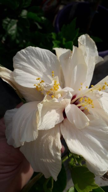  - Talmeș balmeș 2019