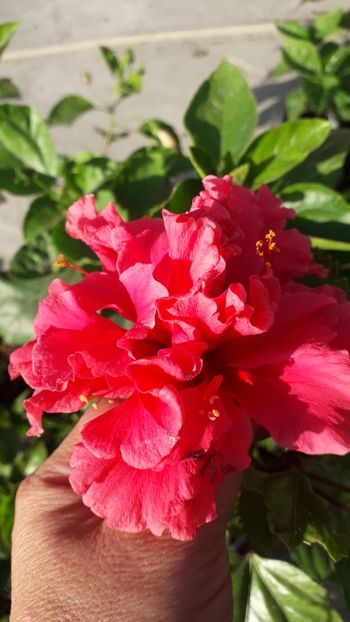  - Talmeș balmeș 2019