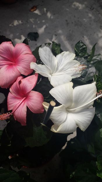  - Talmeș balmeș 2019